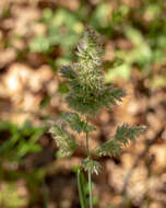 Image of Texas bluegrass