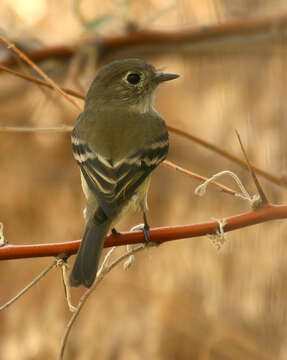 Image of American Dusky Flycatcher