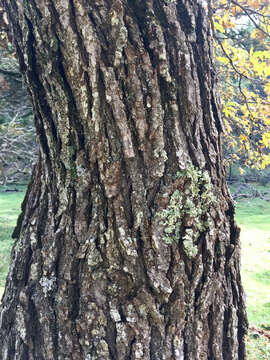 Image of Gambel Oak