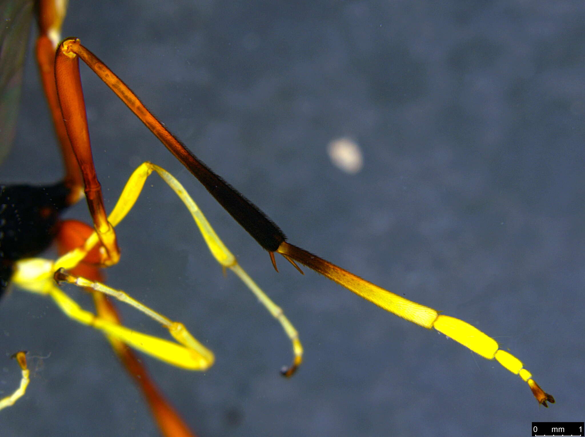 Image of Heteropelma scaposum (Morley 1913)