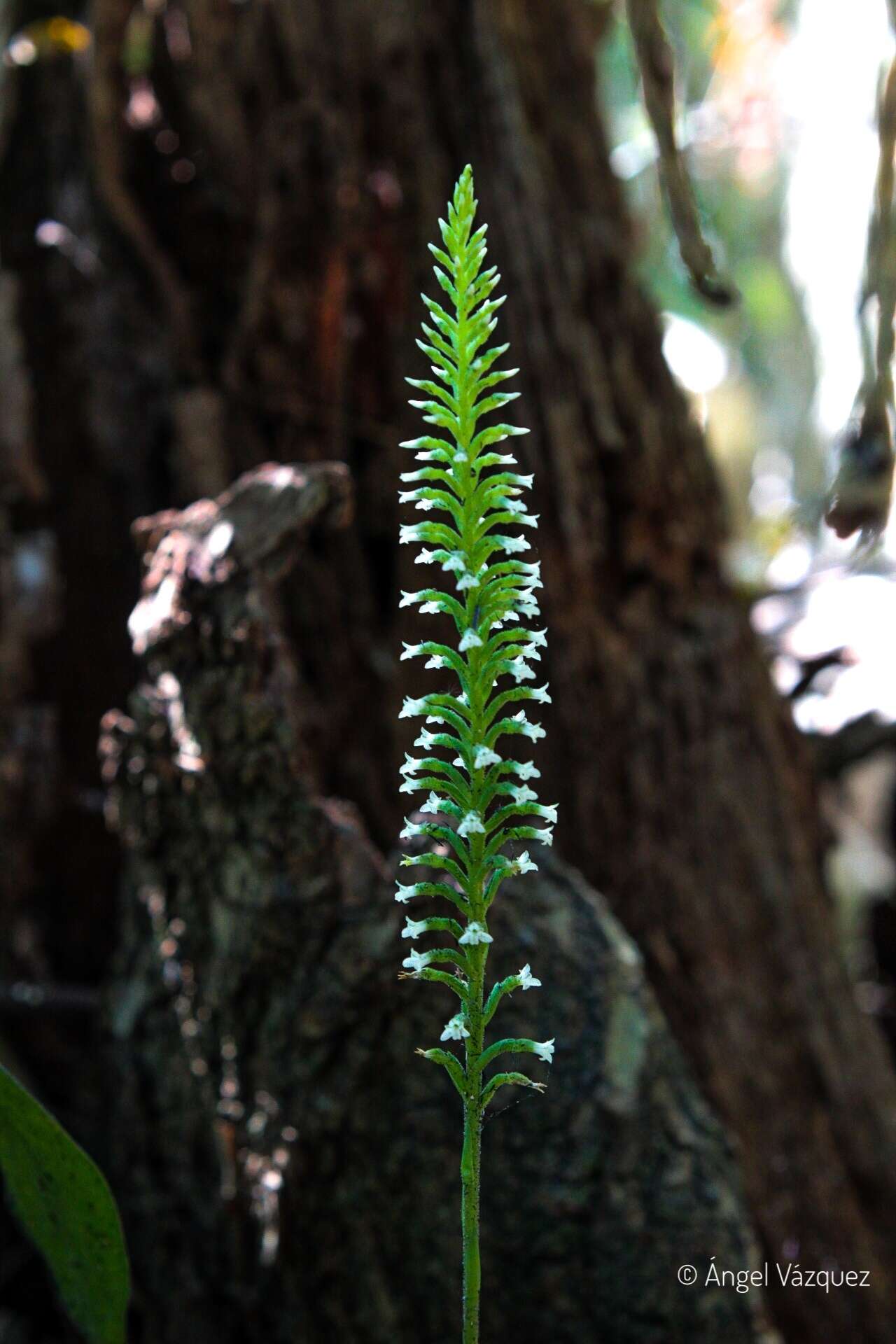 Image of Costa Rican lady's tresses