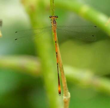 Imagem de Heteragrion alienum Williamson 1919