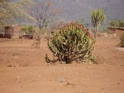 Image of Candelabra euphorbia