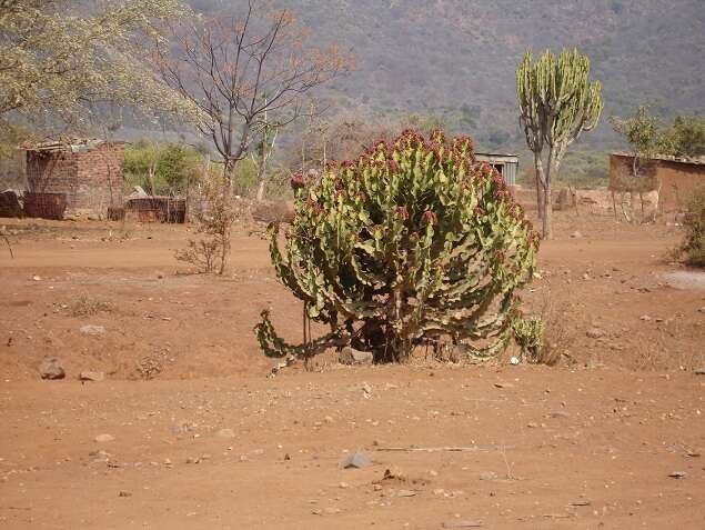 Image of Candelabra euphorbia