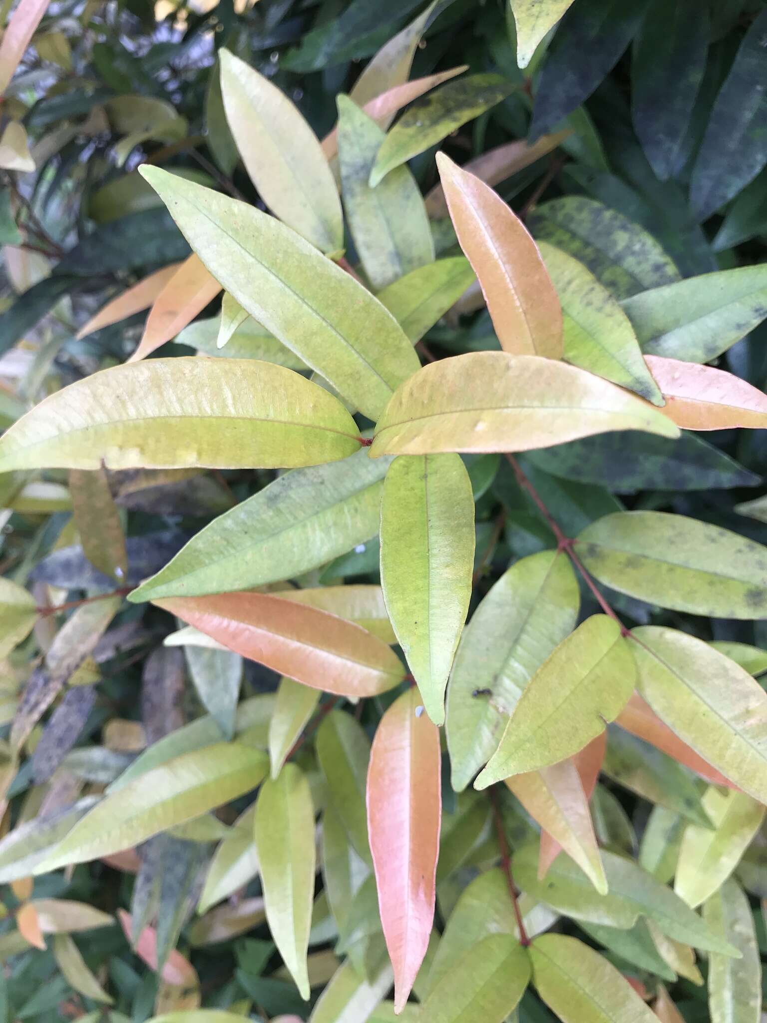 Image of Syzygium myrtifolium Walp.