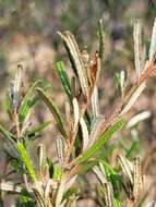 Image de Phebalium glandulosum Hook.