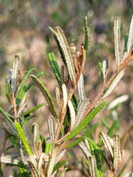 Image of Phebalium glandulosum Hook.