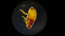 Image of Cat and Dog Fleas