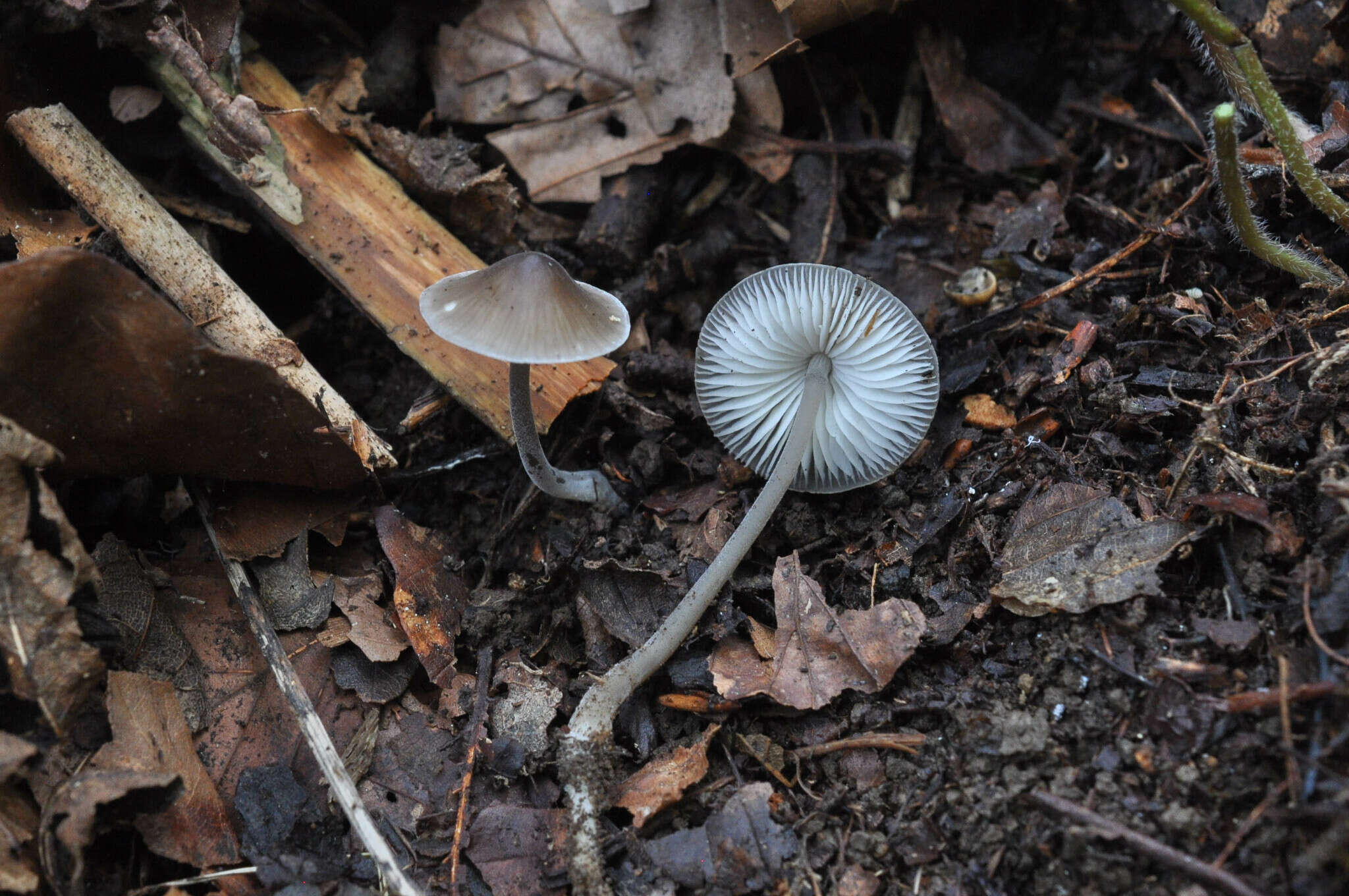 Image of Mycenella bryophila (Voglino) Singer 1951