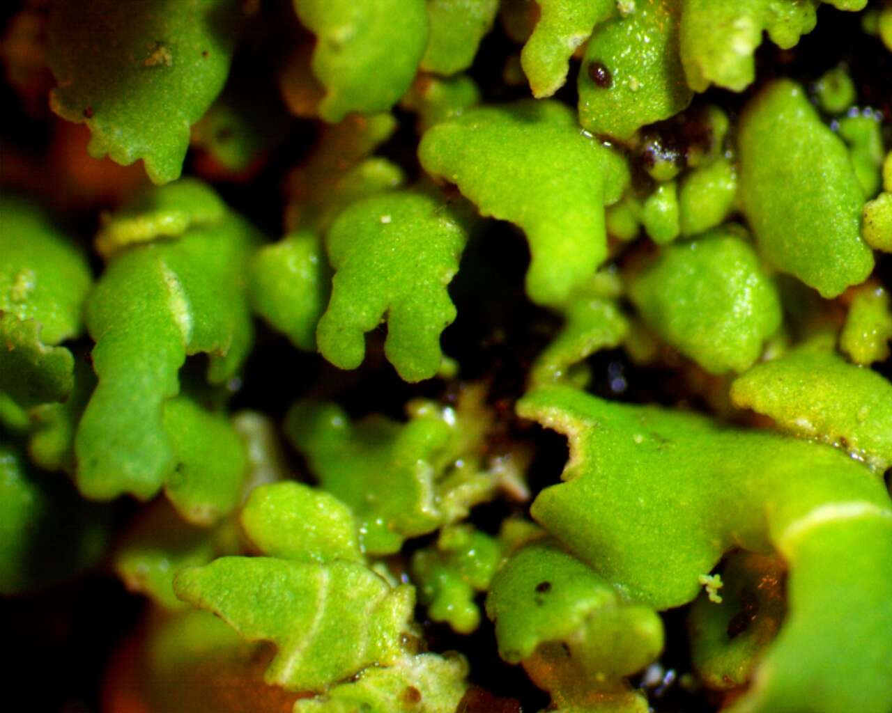 Image de Cladonia ochrochlora Flörke