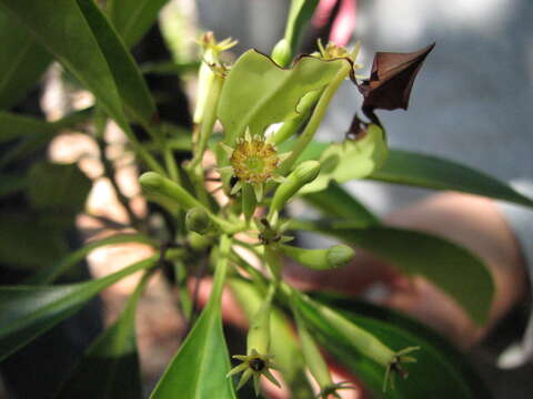 Image of Smallflower Bruguiera