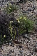 Image of Moraea schlechteri (L. Bolus) Goldblatt