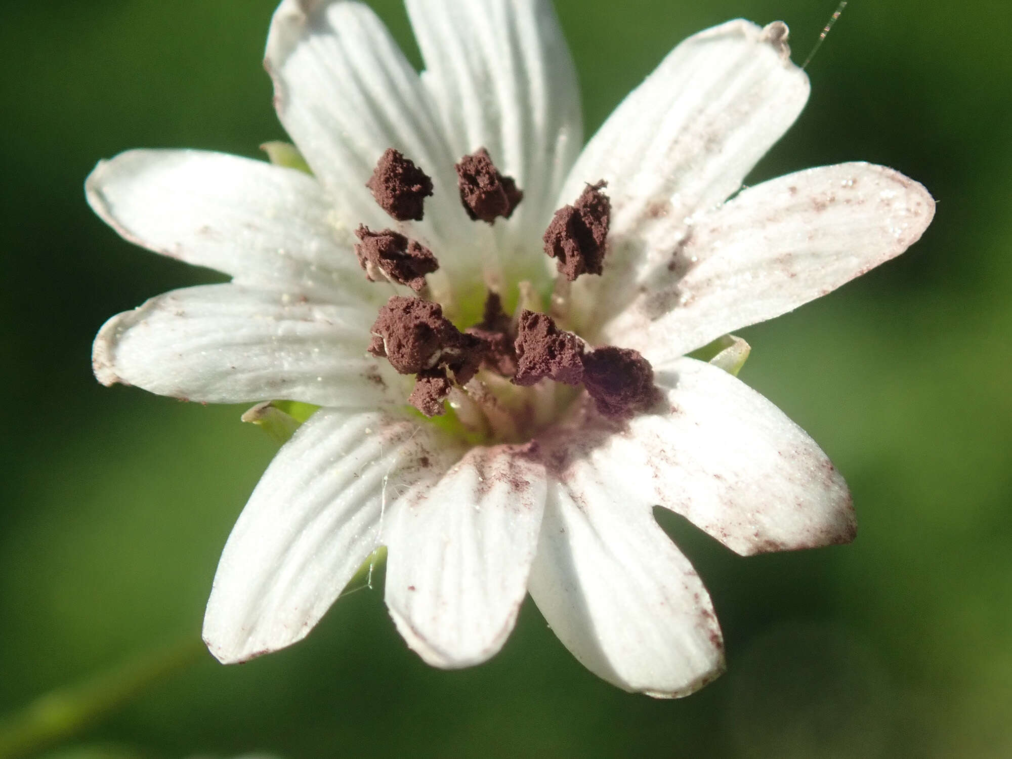 Imagem de Microbotryum stellariae (Sowerby) G. Deml & Oberw. 1982