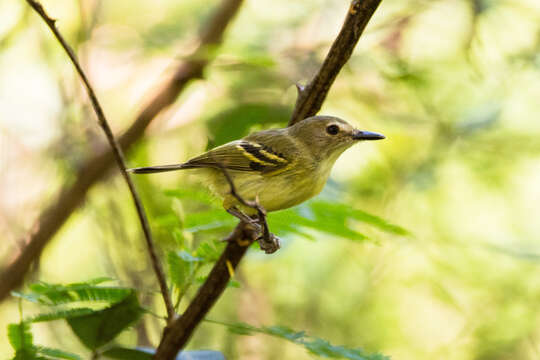 Image of Smoky-fronted Tody-Flycatcher