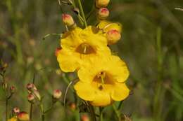 Image of Arizona desert foxglove