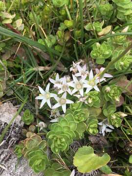 Image of Lysimachia alternifolia (Cav.)