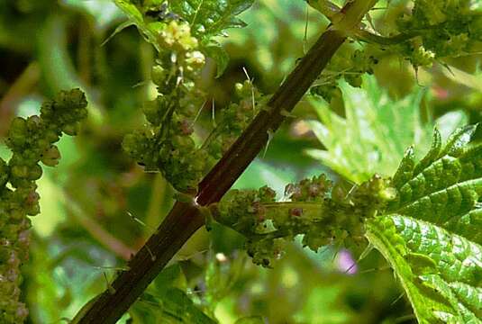 Image of Urtica atrovirens Req. ex Loisel.