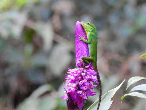 Image de Anolis danieli Williams 1988