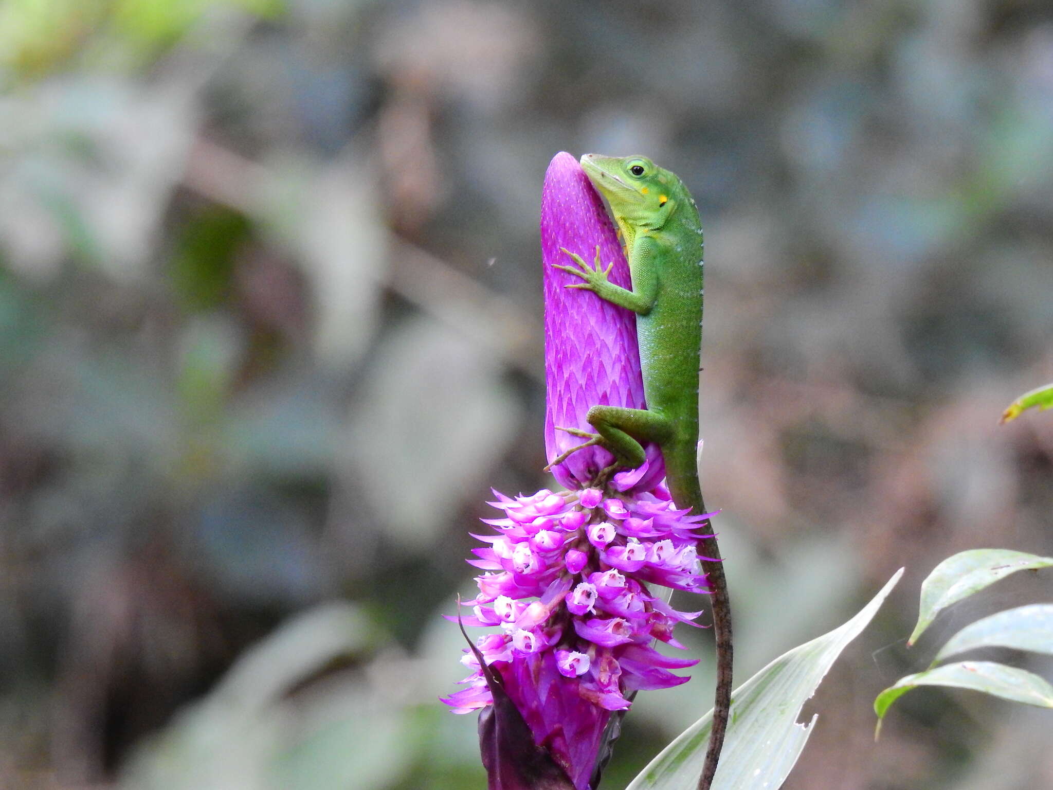 Слика од Anolis danieli Williams 1988