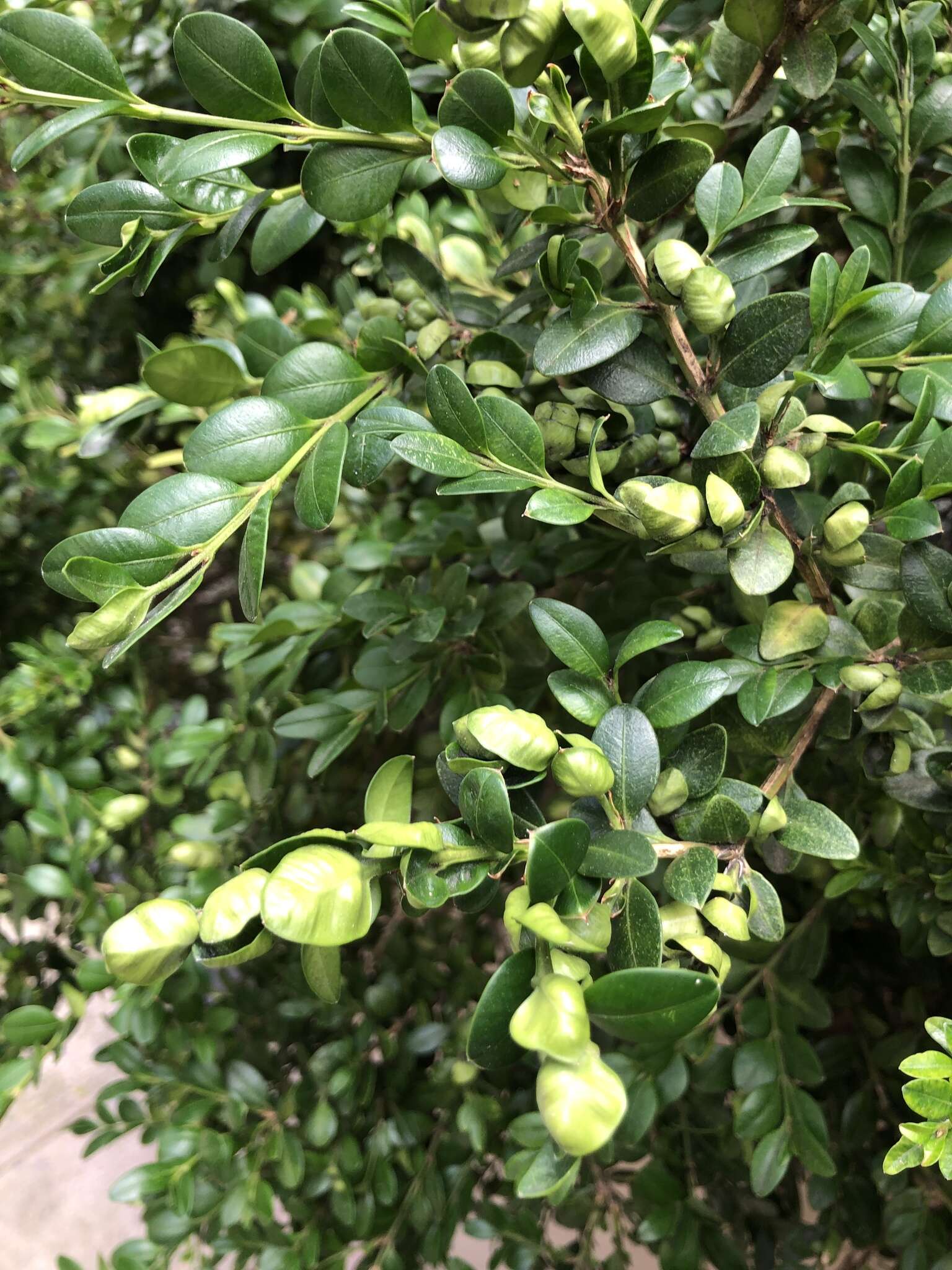 Image of Boxwood Psyllid