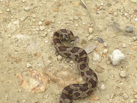 Lampropeltis calligaster (Harlan 1827)的圖片