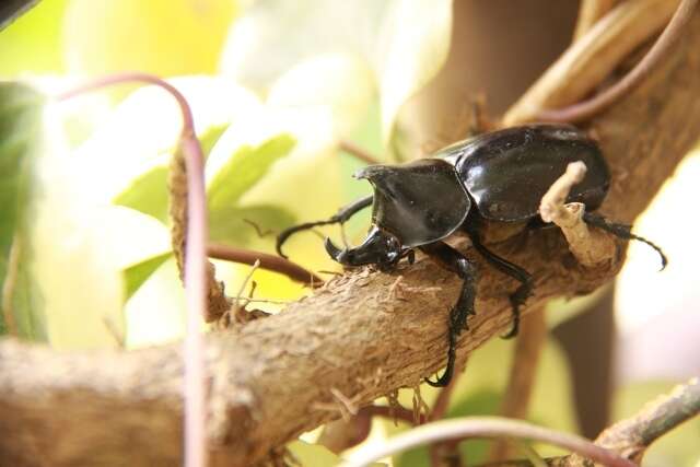 Слика од Xylotrupes mniszechi Thomson 1859