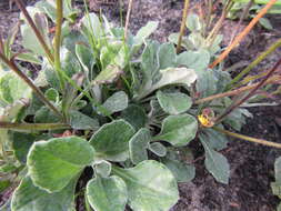 Image of Osteospermum tomentosum (L. fil.) Norlindh