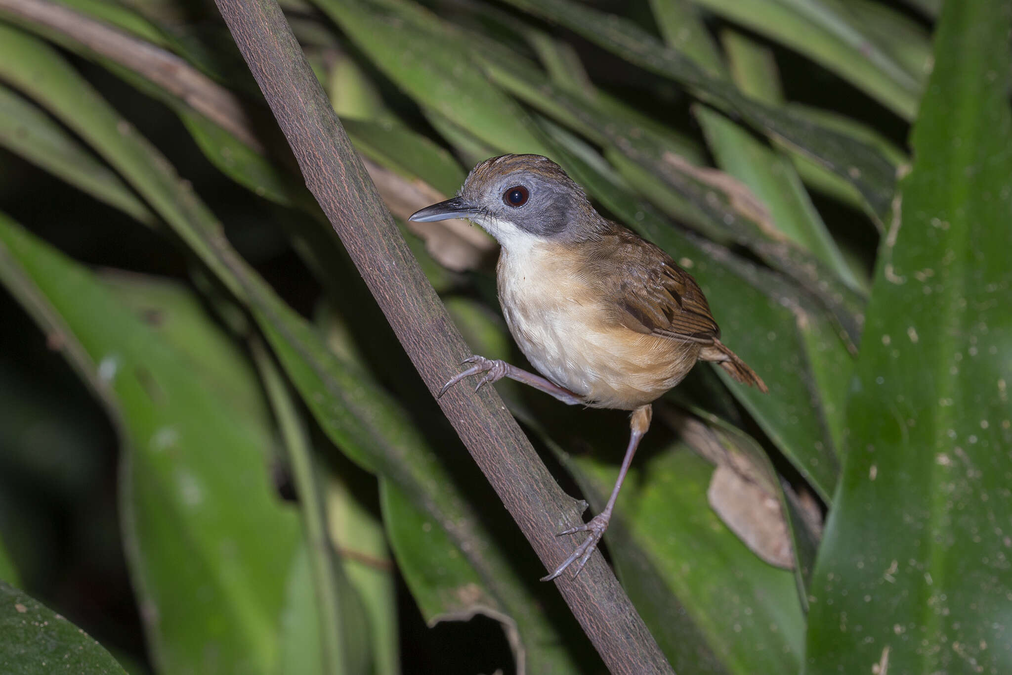 Image of Short-tailed Babbler