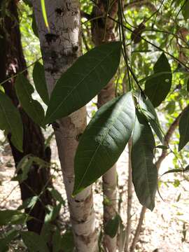 Image of Flindersia australis R. Br.