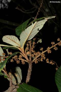 Image of Clethra hartwegii Britton