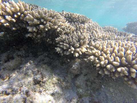 Image of Staghorn coral