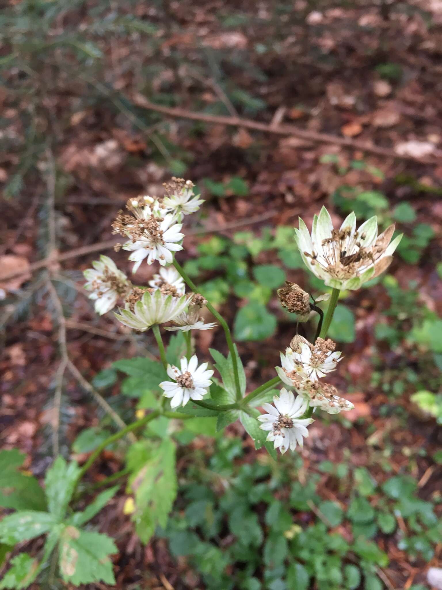 Imagem de Astrantia major subsp. major