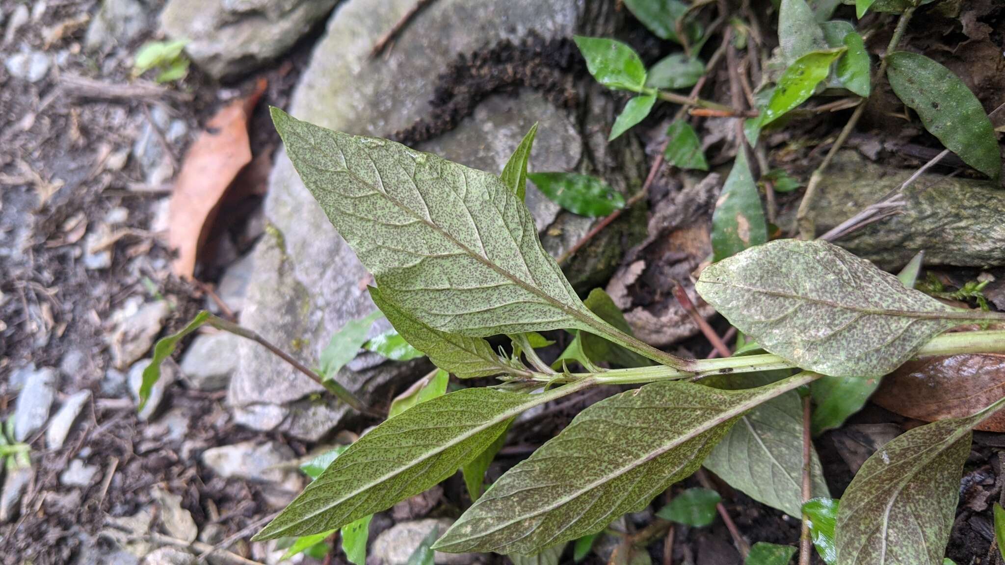 Image of Lysimachia decurrens G. Forst.