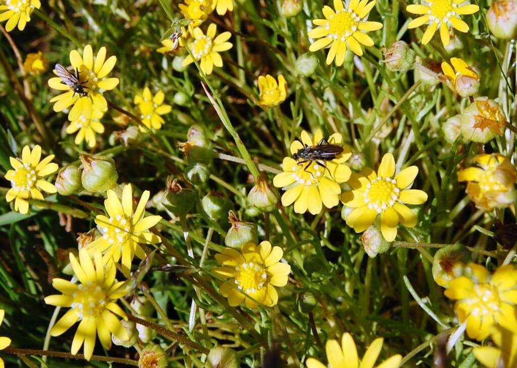 Image of baker's stickyseed