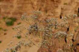 صورة Gypsophila volgensis Krasnova