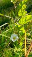 Image de Convolvulus crenatifolius Ruiz & Pav.