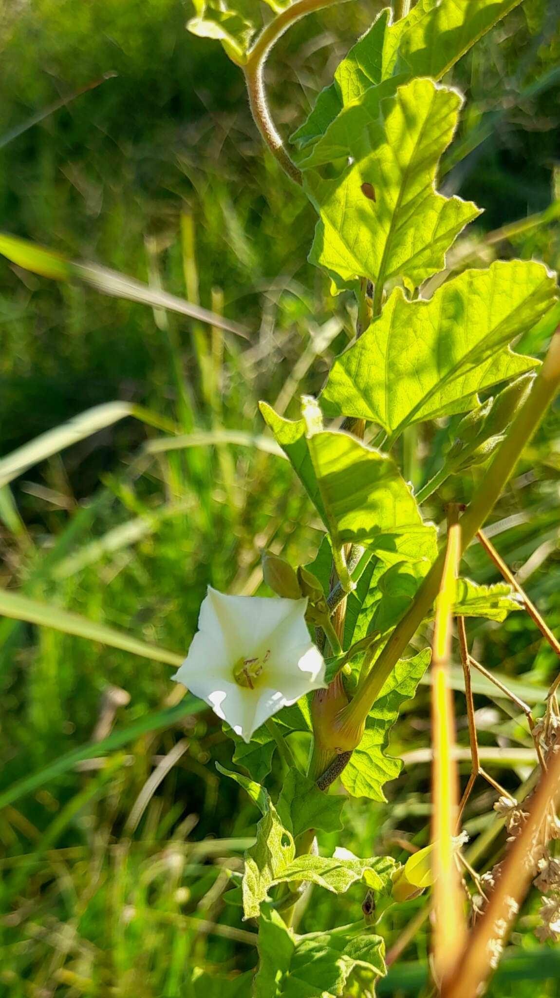 Image de Convolvulus crenatifolius Ruiz & Pav.