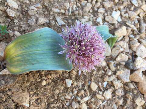 Image of Allium akaka S. G. Gmel. ex Schult. & Schult. fil.