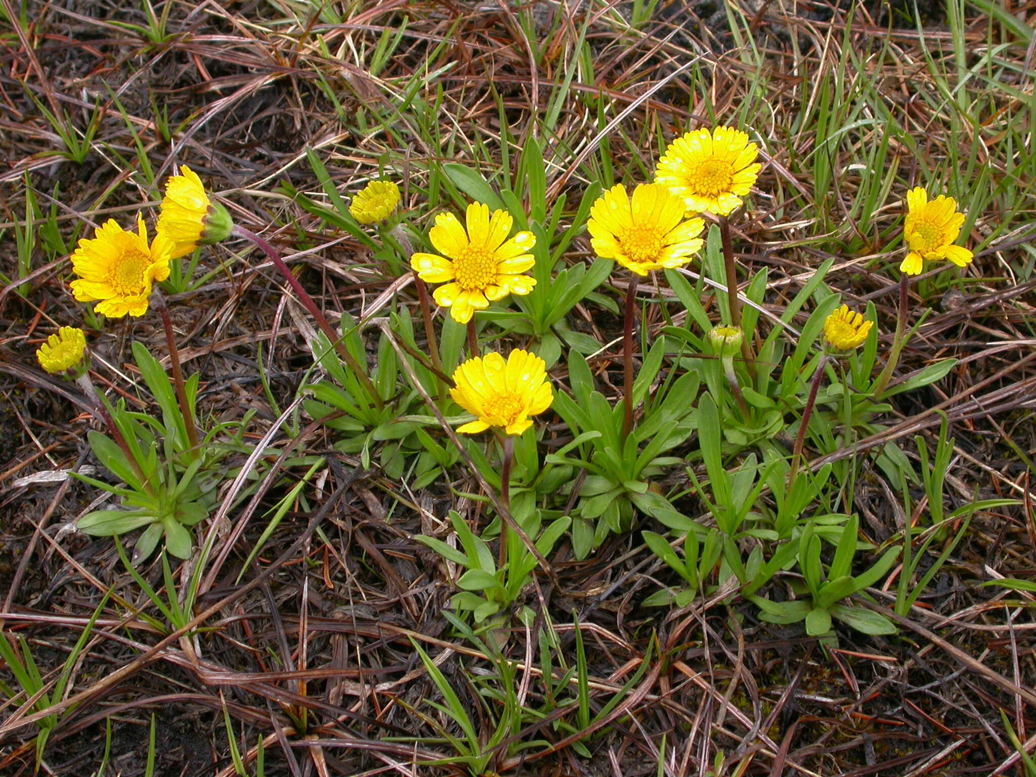 Sivun Tetraneuris herbacea Greene kuva