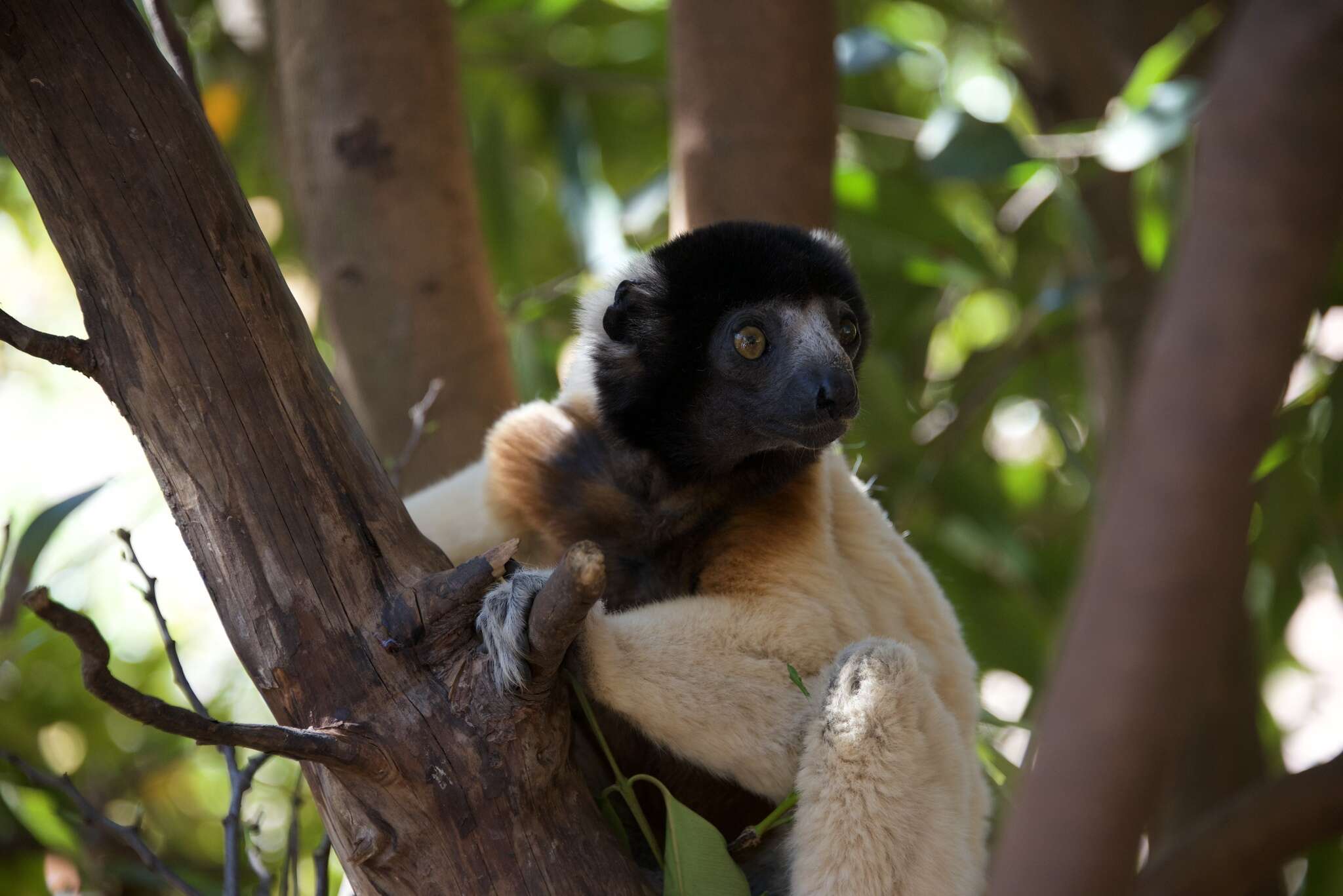 Image of Crowned Sifaka