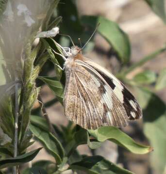 Слика од Pinacopteryx eriphia (Godart (1819))