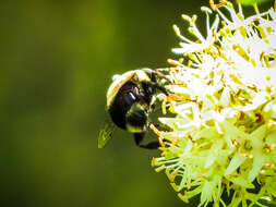 Imagem de Eristalis flavipes Walker 1849