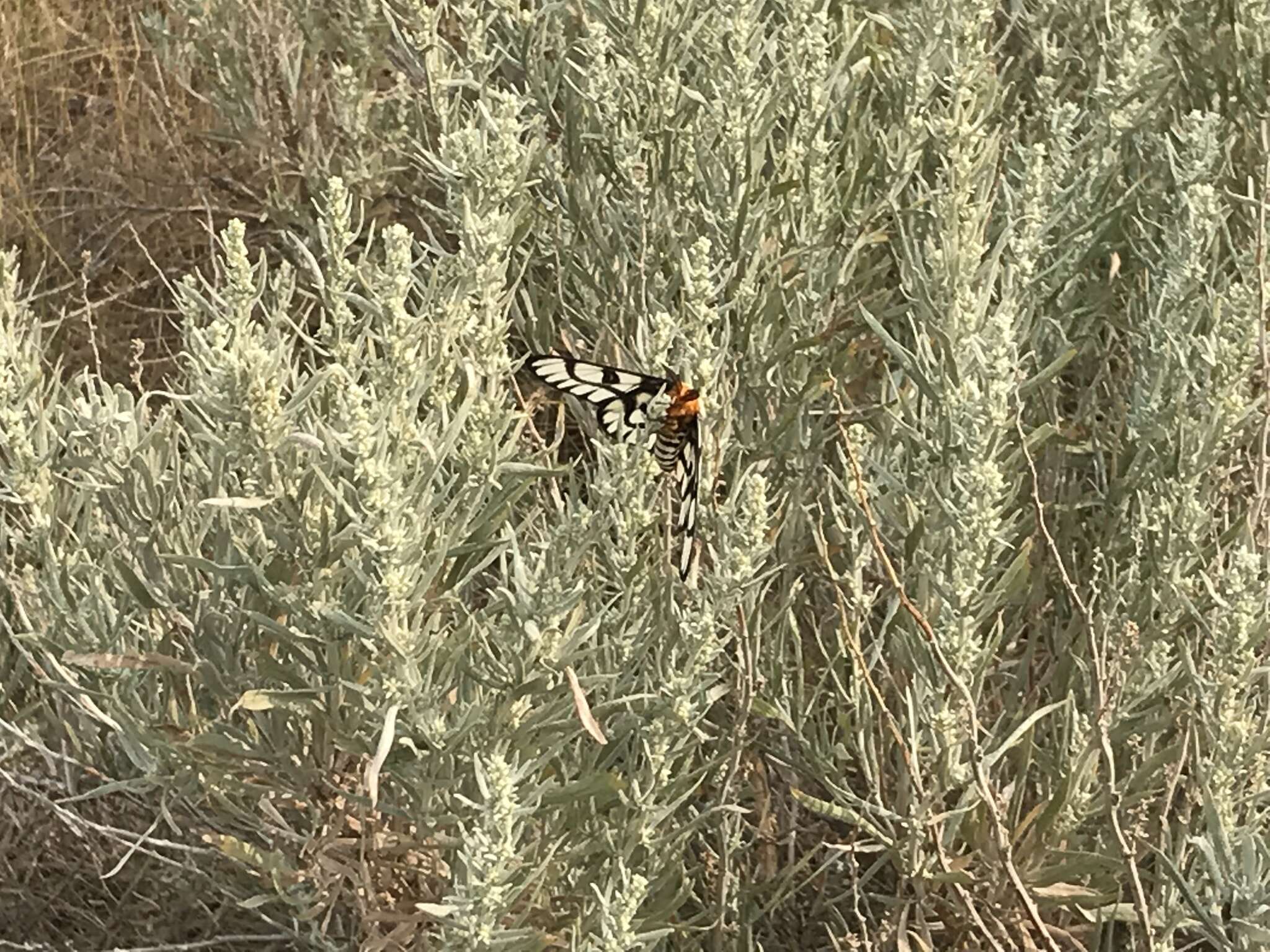 Image of Hera Buckmoth