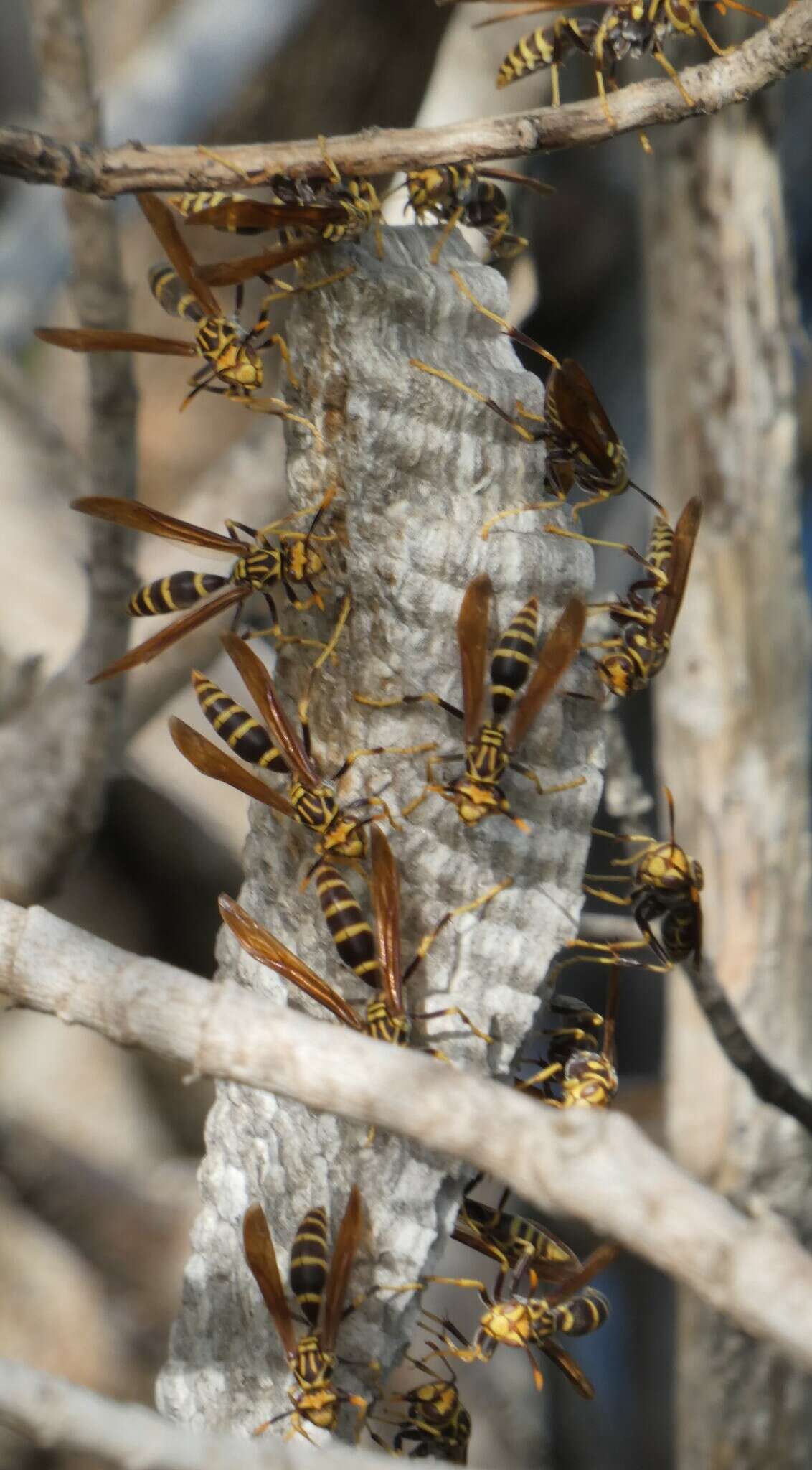 Image of Polistes bequaertellus Snelling 1983