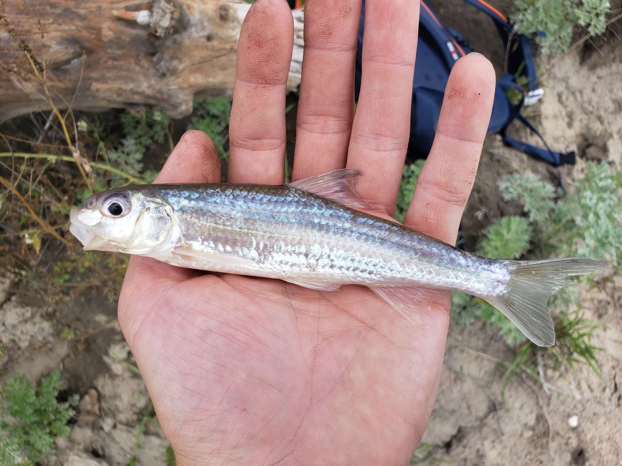 Image of Silver chub