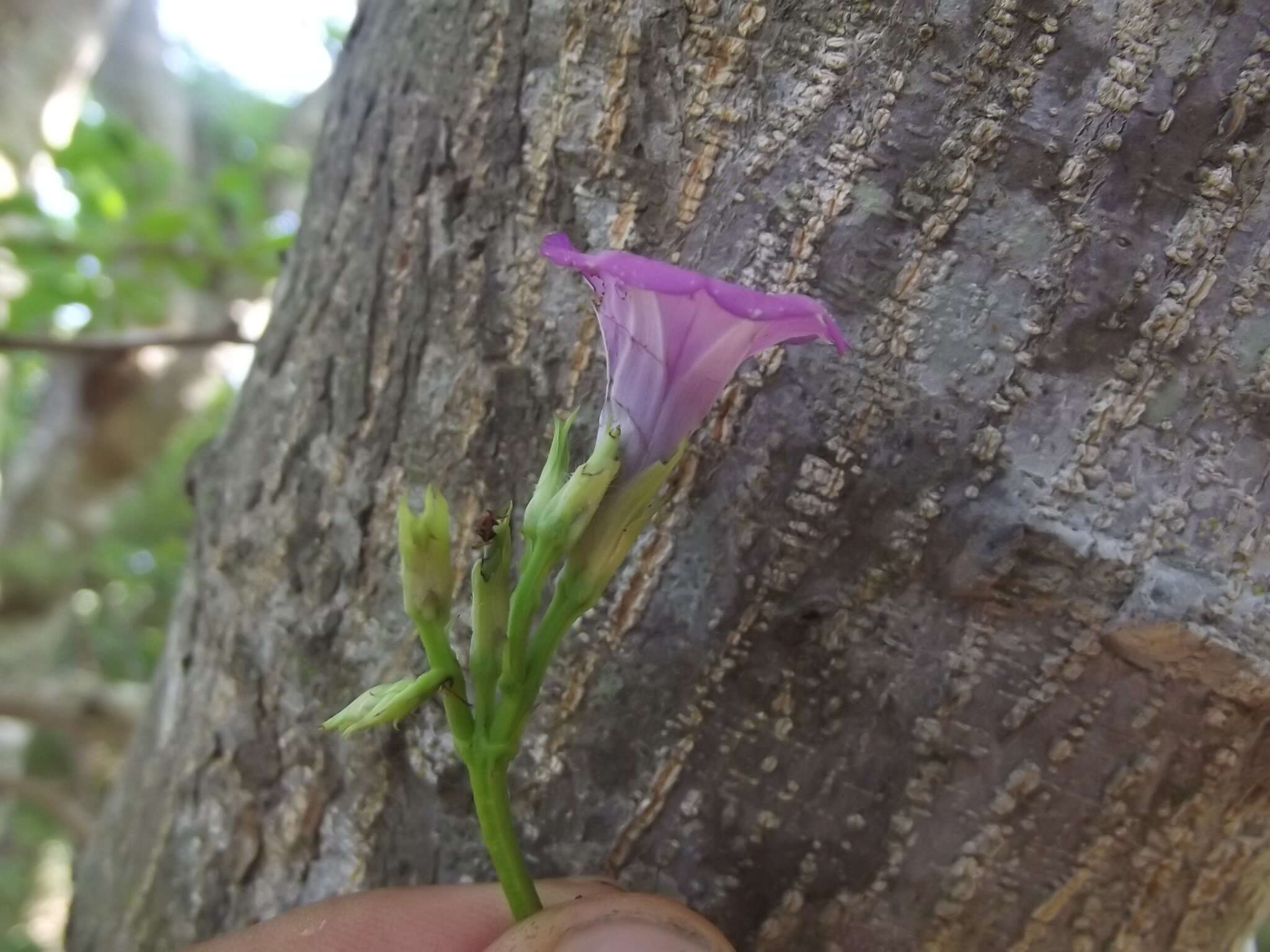 Image de Ipomoea triloba L.