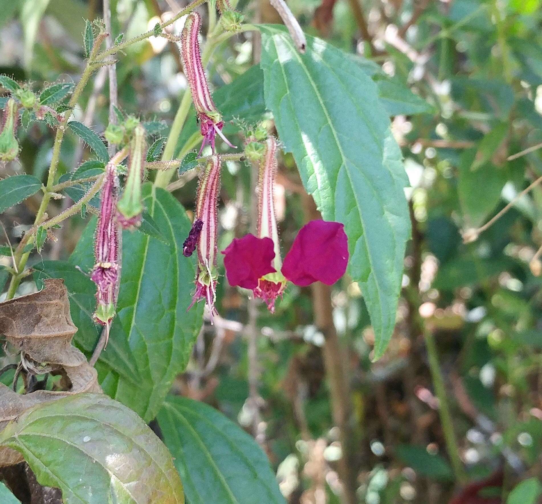 Image of Cuphea cordata Ruiz & Pav.