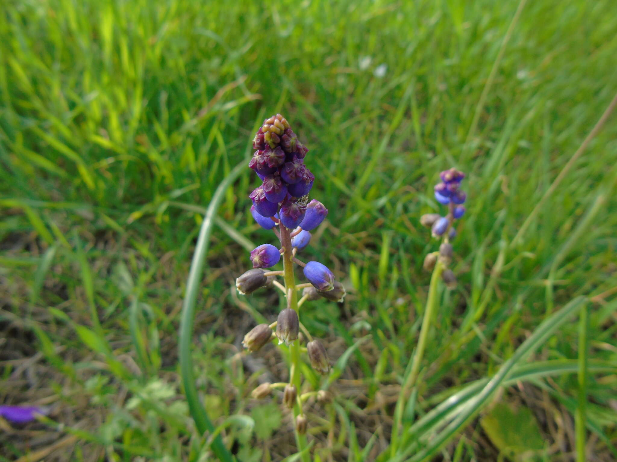 Слика од Bellevalia dubia subsp. boissieri (Freyn) Feinbrun