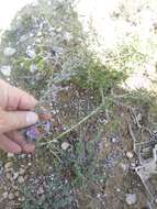 Image of Salvia jordanii