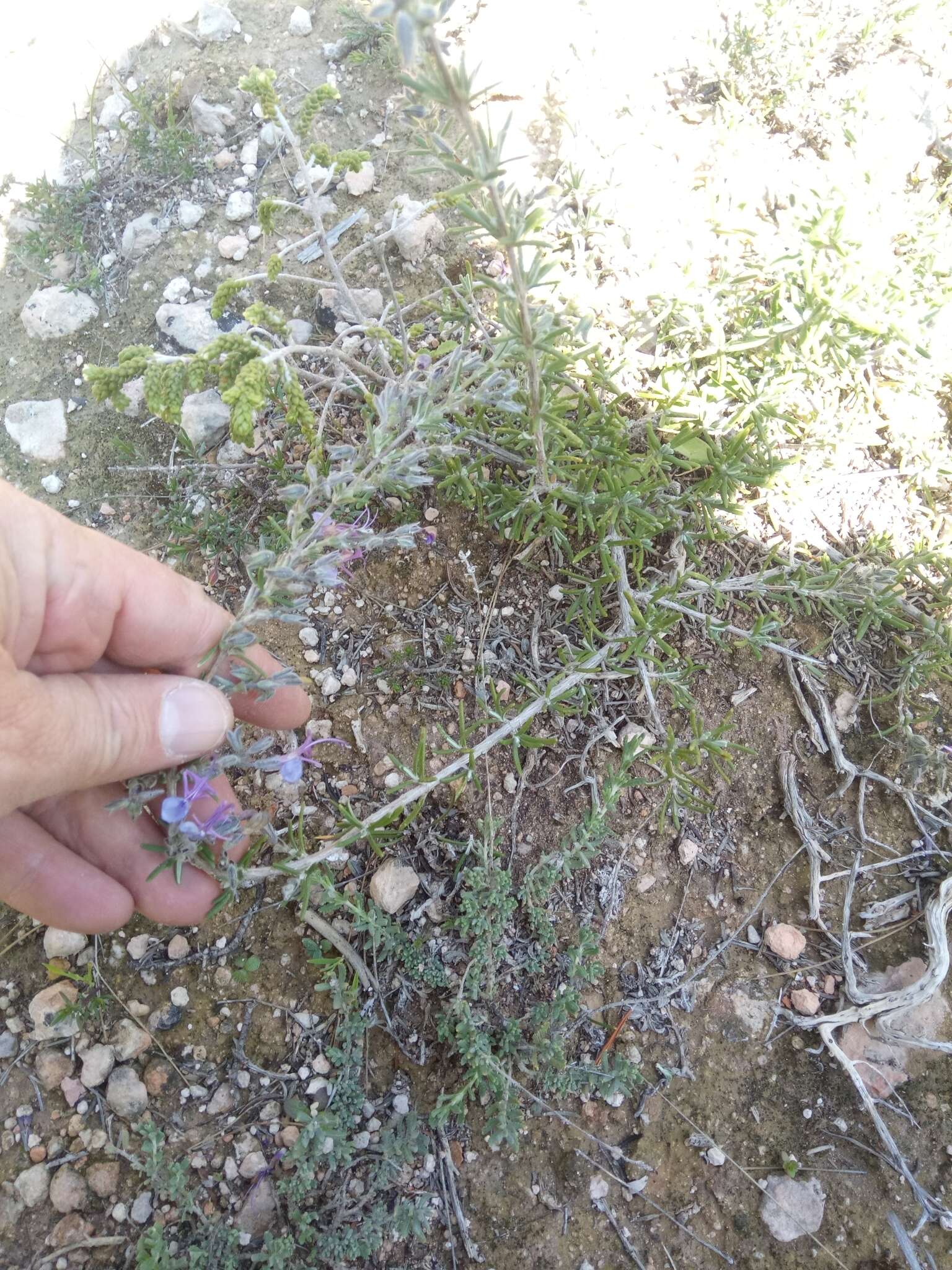 Imagem de Salvia jordanii